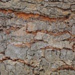 High-resolution macro shot of cracked and weathered tree bark surface.